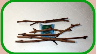 Виноград.  Стимулятор корнеобразования для черенков