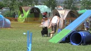 Kaj Open Agility run winner, Kraft Kupa, 24th June 2012