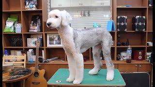 윤형석애견미용원 James' Dog grooming Salon Virtue
