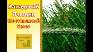 Канадский ячмень ?  Шестирядный колос ?