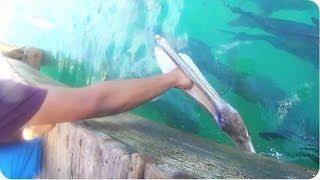 Pelican Interrupts Tarpon Feeding