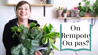 Comment s’occuper de ses Plantes d’intérieur après Achat en Jardinerie ??
