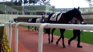 2015/12/27 阪神6R 3歳上500万 D1400 ヴレクール パドック周回①