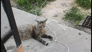 Правильный кот грамотно слушает музыку