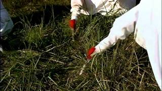operation migration whooping cranes