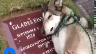 Собака - самый преданный друг человека!