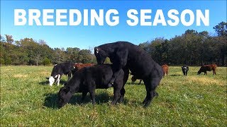BULL TRIES TO BREED 40 HEIFERS!!!