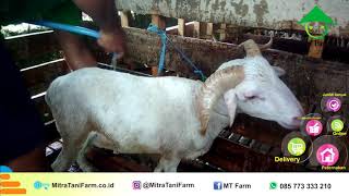 Video Kambing Kurban, WA 0857 7333 3210, Mitra Tani Farm, {{ FREE ONGKIR }}