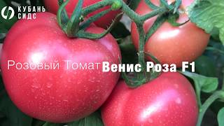 Розовый Томат - Венис Роза F1