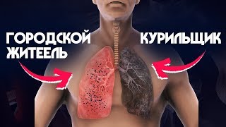 ПАТОЛОГОАНАТОМ показал легкие КУРИЛЬЩИКА! РАК ЛЕГКИХ?
