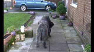 An annoying Bouvier puppy.