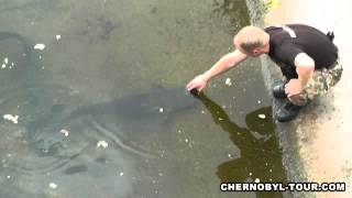 Big Catfish Grabs a Finger to a Man in Chernobyl - HD by Catfishing  World