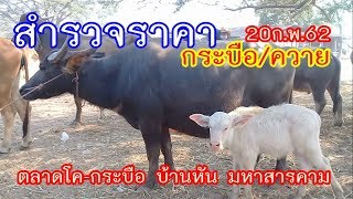 สำรวจราคาควายวันนี้ ตลาดโคกระบือบ้านหัน มหาสารคาม 20 ก.พ.62
