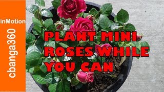 HOW TO PLANT MINI ROSES