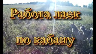 Работа лаек по кабану