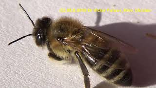 Ukrainian Honeybee, Structure of body & MACRO of Grooming