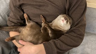 カワウソさくら 寝るカワウソを撫でながら寝落ちする飼い主 owner who fell asleep with him while stroking an otter