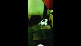 Кошка молится аллаху конец света не за горами!!!