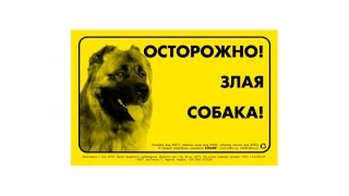 наша охранная кавказская овчарка