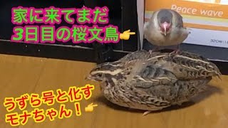 永久保存版です…孵化から成鳥になるまでの可愛い未公開映像！