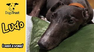 Bruno is a sweet greyhound who is looking for a home | Dogs Trust West Calder