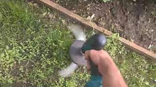 Стрижка газона Шуруповертом в труднодоступных местах где не пройдет ни одна газонокосилка