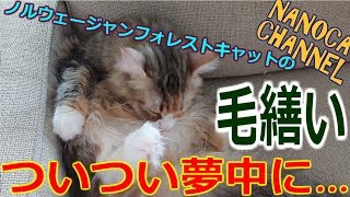 【かわいい 猫動画】セクシーポーズで入念すぎる毛繕い Norwegian Forest Cat ノルウェージャンフォレストキャット NANOCA