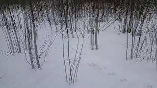 Охота с лайками на кабана с подхода. вл. Беловой Д.В. +38 067 900 30 36