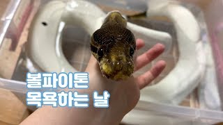 볼파이톤 온욕 시켰어요! 목욕의 신은 누구인가...