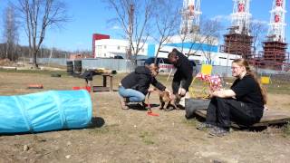 Флаппи, комплекс