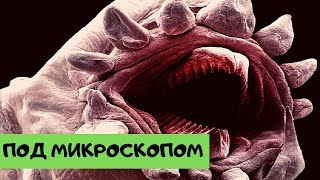 Невероятные фото, сделанные с помощью микроскопа [Под микроскопом]