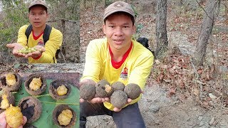 ขุดไข่เบ้าขี้ควาย! แผน2กินส้มหมากเบ็นป่าสดๆ
