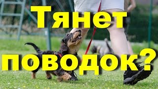 DOG / Что делать если собака тянет поводок
