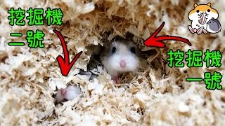 製作倉鼠超大挖掘池! 發揮倉鼠原始挖掘本能! 狂抓籠子的成因?