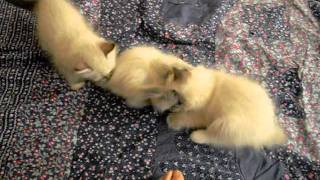 sibirische Waldkatzen Kitten, Neva Masquarade 8 Wochen alt