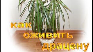 Драцена -  уход в домашних условиях / как оживить драцену