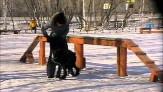 ризеншнауцер Гелиос