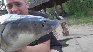 Polowanie na amura.......Łowisko Okoń