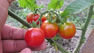 Пасынковать или не пасынковать черри - предварительный результат