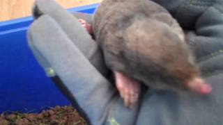 Hand fed mole