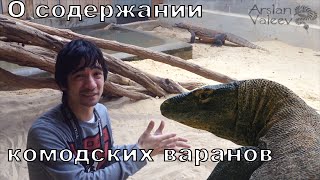 Комодские вараны из зоопарка Праги
