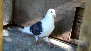 Pigeons Cooing