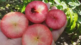Слива диплоидная сорт средний Кримсон Гло(plum Crimson Glo). Дегустация