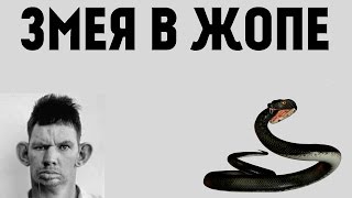 ГЛАД ВАЛАКАС - ЗМЕЯ В ЖОПЕ