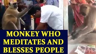 Monkey in India meditates and blesses temple going devotees, watch video | Oneindia News