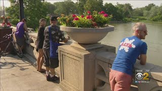 People Line Up To Watch Search For 4-Foot Alligator In Humboldt Park Lagoon