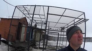 Ястреб утащил голубя. Николаевские голуби. Гоняем с голубеводом из города Лиски. 26.12.17