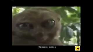 короткие смешные ролики про животных short funny videos about animals