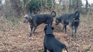 Rottweiler Dog Park (part two)