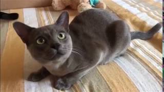 Афанасий Блюберри Кэт Бурманский кот